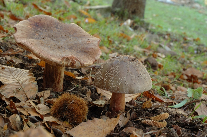 Amanita rubescens